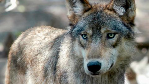 Gray wolves were taken off the endangered species list in January, a move which has been criticized by multiple Native leaders.