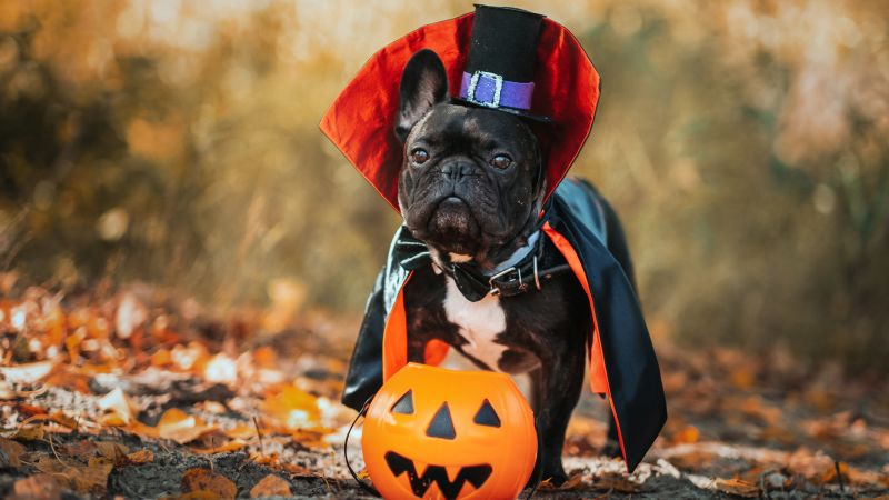 halloween dress up for dogs