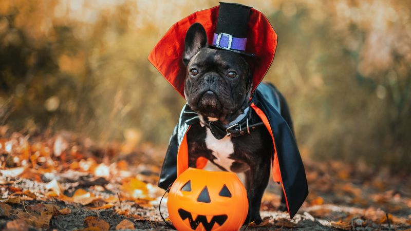 25  adorable Pet Halloween costumes in 2022 for your furry friend