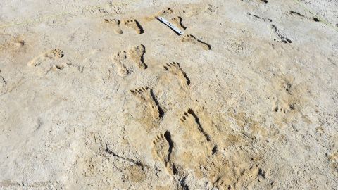 One of the fossilized trackways of footprints dated and analyzed in the study. 