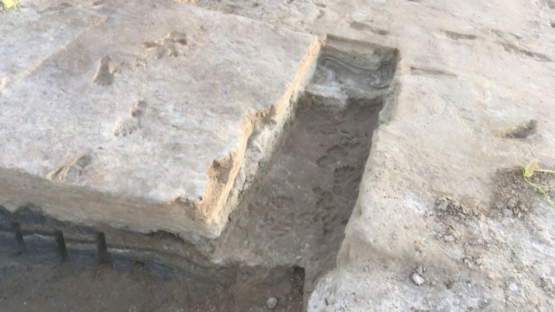 The footprints were dated by using seeds buried in layers of sediment below and above the prints.