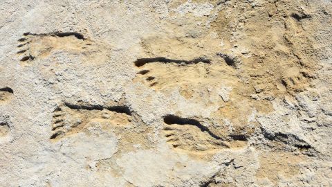 These footprints were made in New Mexico between 21,000 and 23,000 years ago. 