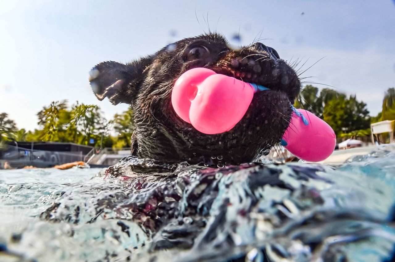 A dog swims during an event for dogs in the Rheinstrandbad Rappenwört in Karlsruhe, Germany, on Sunday, September 19.