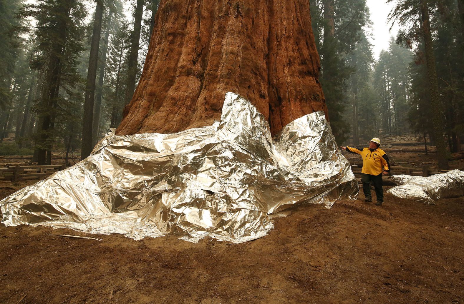 Operations Section Chief Jon Wallace looks at the General Sherman giant sequoia tree at Sequoia National Park on September 22. The base of the tree, the world's largest by volume, was <a href="index.php?page=&url=https%3A%2F%2Fwww.cnn.com%2F2021%2F09%2F22%2Fweather%2Fus-western-wildfires-wednesday%2Findex.html" target="_blank">wrapped in an aluminum-based burn-resistant material</a> to protect it from wildfires.