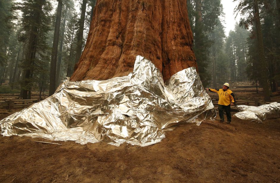 Operations Section Chief Jon Wallace looks at the General Sherman giant sequoia tree at Sequoia National Park on September 22. The base of the tree, the world's largest by volume, was <a href="https://www.cnn.com/2021/09/22/weather/us-western-wildfires-wednesday/index.html" target="_blank">wrapped in an aluminum-based burn-resistant material</a> to protect it from wildfires.