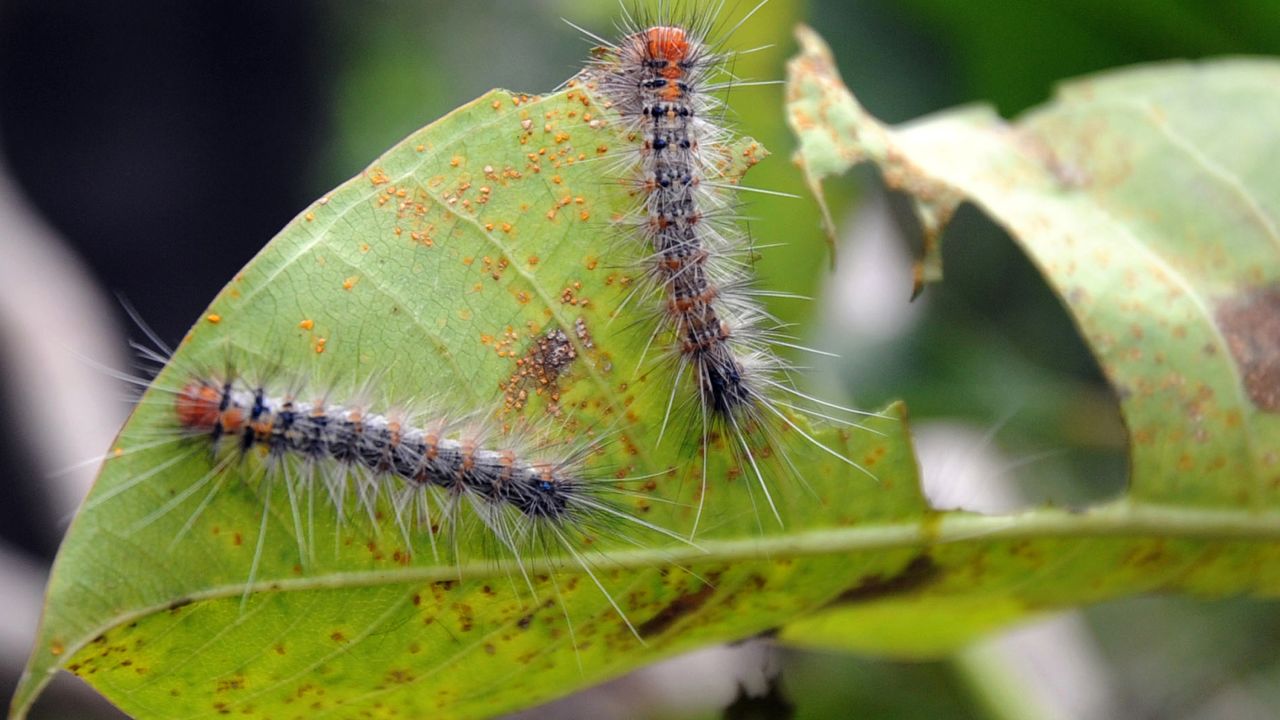 Caterpillars crawl over a leaf in Denpasar, on the Indonesian resort island of Bali on April 13, 2011. Swarms of caterpillars which can cause skin rashes have invaded the Indonesian holiday island of Bali, an official said on April 13, but tourist areas have not been affected so far. The dark, wriggly insects were first sighted in a village on April 8 and the swarms have since spread to six districts, including the provincial capital of Denpasar, Bali agricultural chief Made Putra Suryawan told AFP.    AFP PHOTO / SONNY TUMBELAKA (Photo credit should read SONNY TUMBELAKA/AFP via Getty Images)