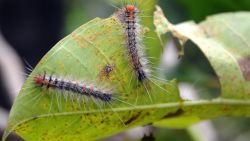 Caterpillars crawl over a leaf in Denpasar, on the Indonesian resort island of Bali on April 13, 2011. Swarms of caterpillars which can cause skin rashes have invaded the Indonesian holiday island of Bali, an official said on April 13, but tourist areas have not been affected so far. The dark, wriggly insects were first sighted in a village on April 8 and the swarms have since spread to six districts, including the provincial capital of Denpasar, Bali agricultural chief Made Putra Suryawan told AFP.    AFP PHOTO / SONNY TUMBELAKA (Photo credit should read SONNY TUMBELAKA/AFP via Getty Images)