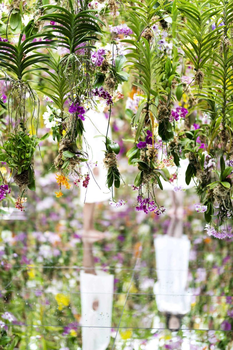 Hanging orchids shop