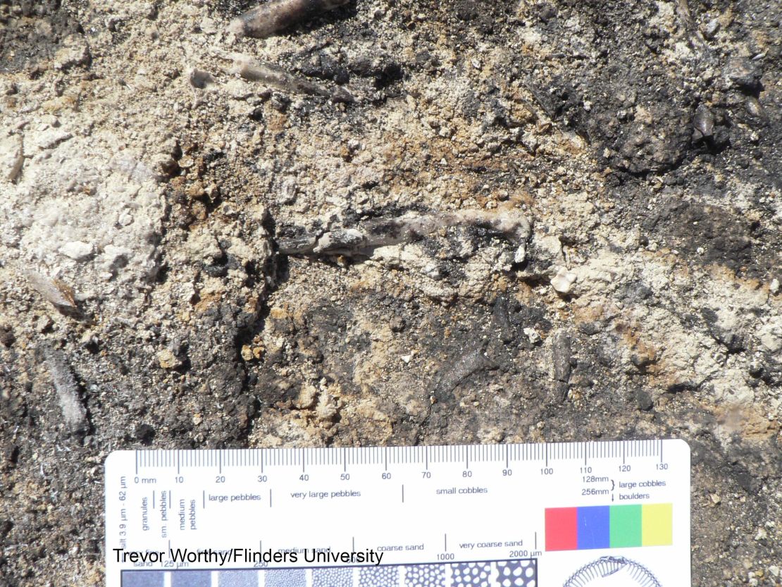 A closeup of the Archaehierax sylvestris fossil as it appeared in the field.