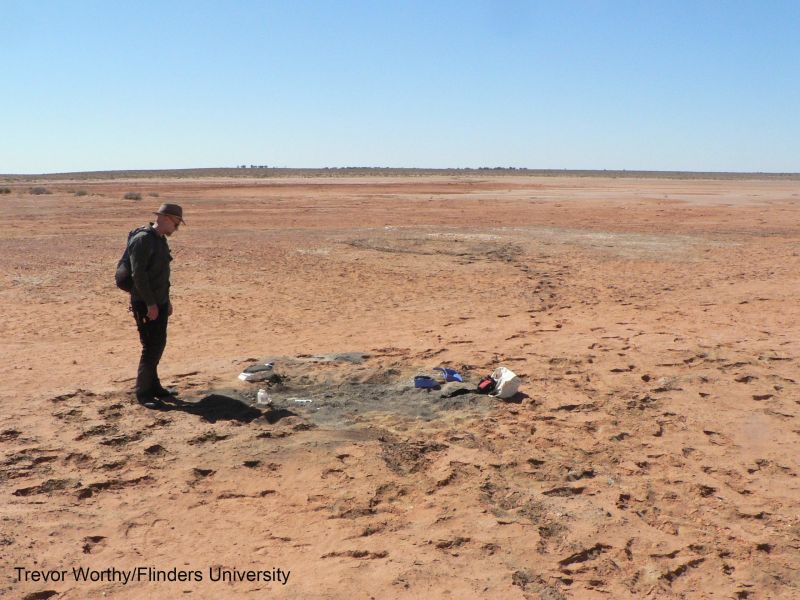 Rare Fossil Of 25-million-year-old Eagle That Hunted Koalas Found In ...