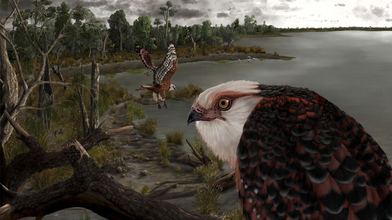 The newly discovered species, Archaehierax sylvestris, is one of the oldest eagle-like raptors in the world.
