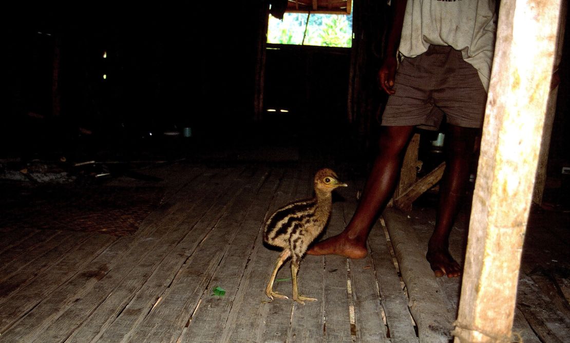 A cassowary chick is shown in a house in New Guinea. Photo credit  Andrew L. Mack