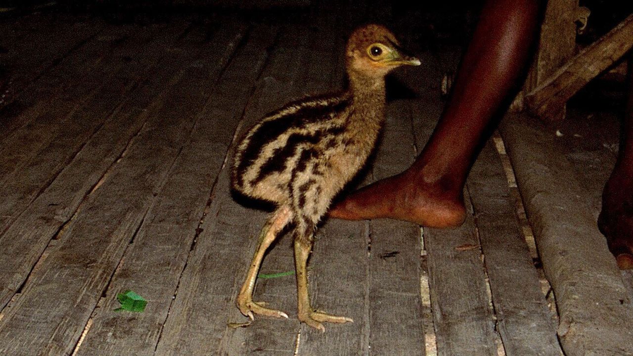 A cassowary chick is shown in a house in New Guinea. Photo credit  Andrew L. Mack