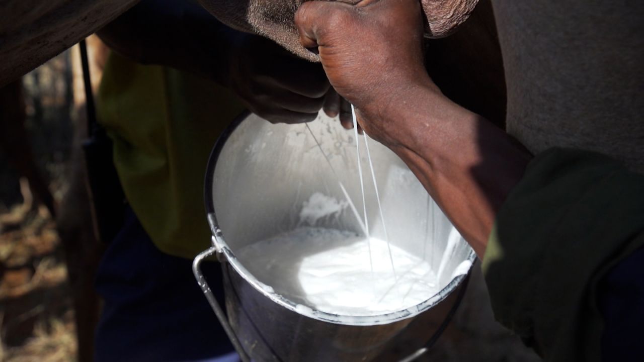 Camel milk is believed to have health benefits, including reducing cholesterol levels and improving stomach disorders. Some studies suggest it may help manage diabetes.
