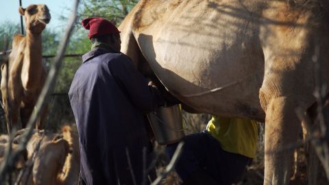 To expand the sector, the camel milk industry in Kenya is pushing for a more formal value chain.