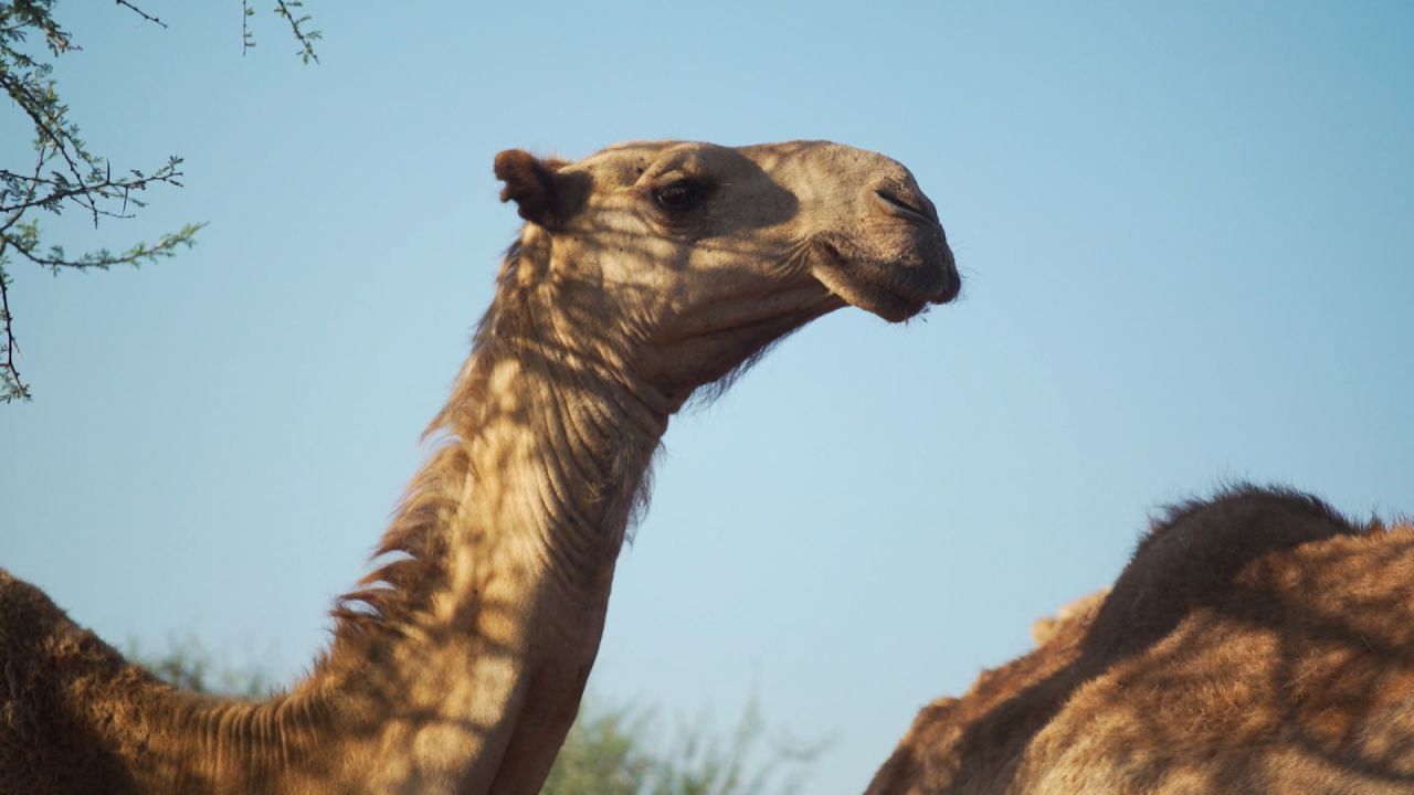 Compared to traditional livestock, camels are more drought resistant, storing fat in their humps that they can convert to water. They require fewer resources and can continue to produce milk despite climate change drying up the Kenyan landscape.