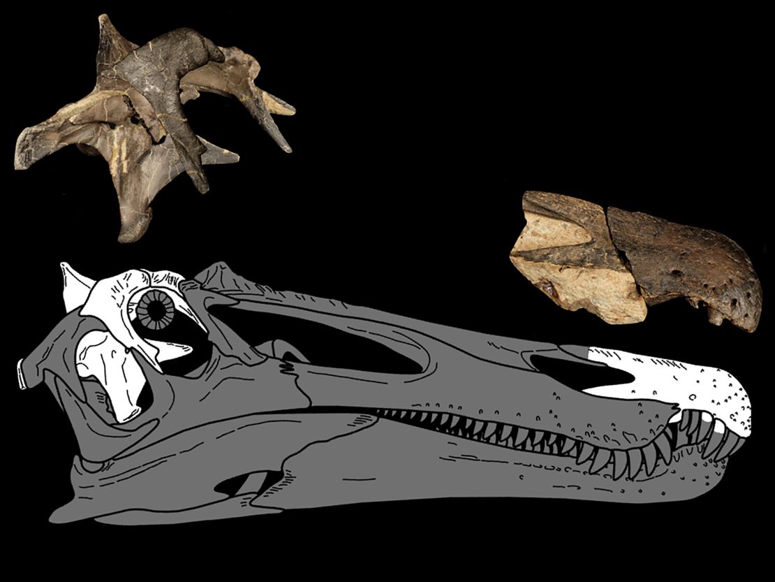 This rendering shows where pieces of the Ceratosuchops fossil would have been located on its skull.