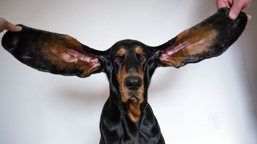 guinness world record dog longest ears
