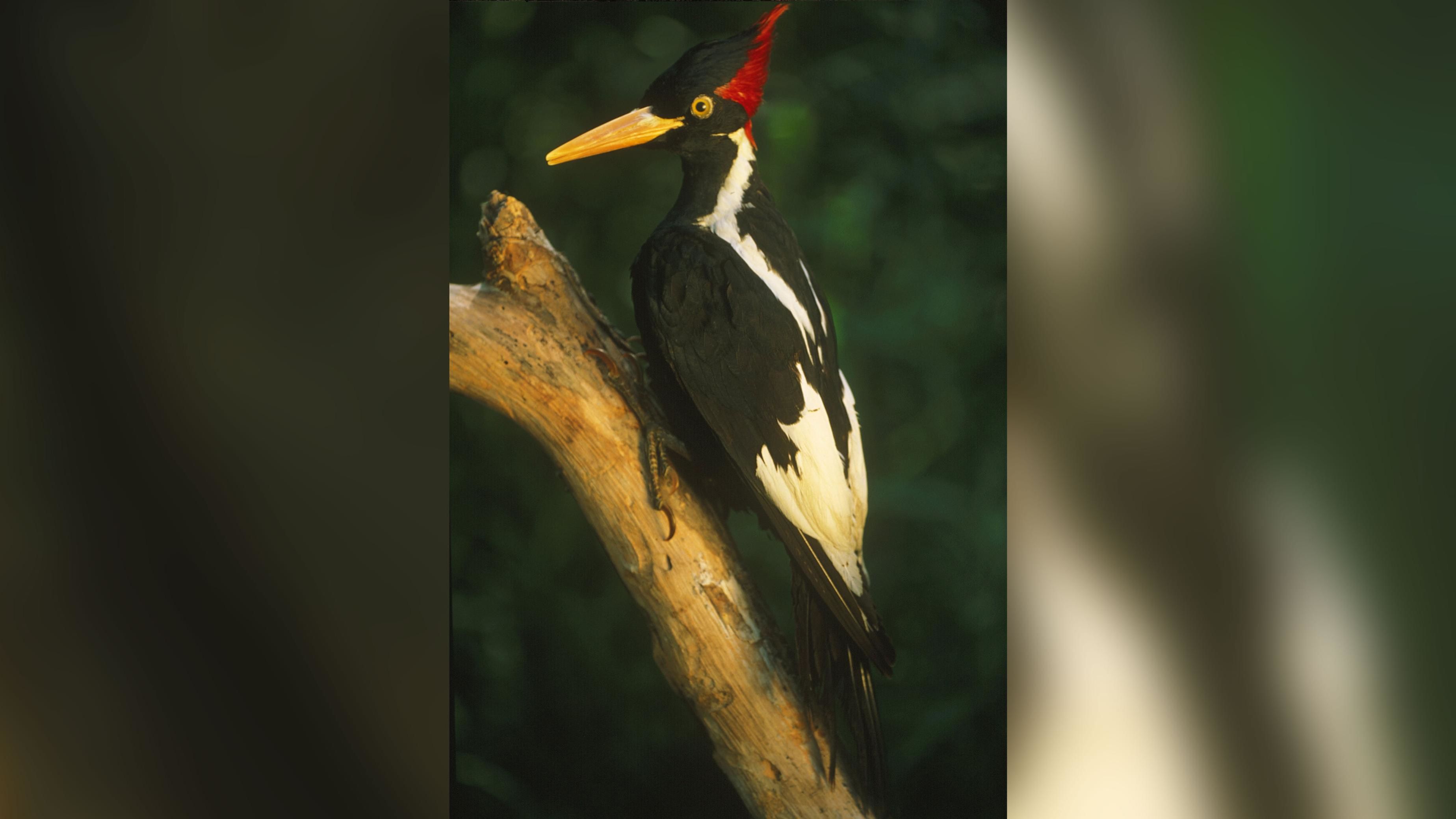 The ivory-billed woodpecker, seen here as a mounted specimen, depended on large Southern swamps.
