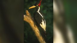 Ivory-billed woodpecker, Campephilus principalis, mounted specimen, last sighted in the 1980s, Louisiana, USA.