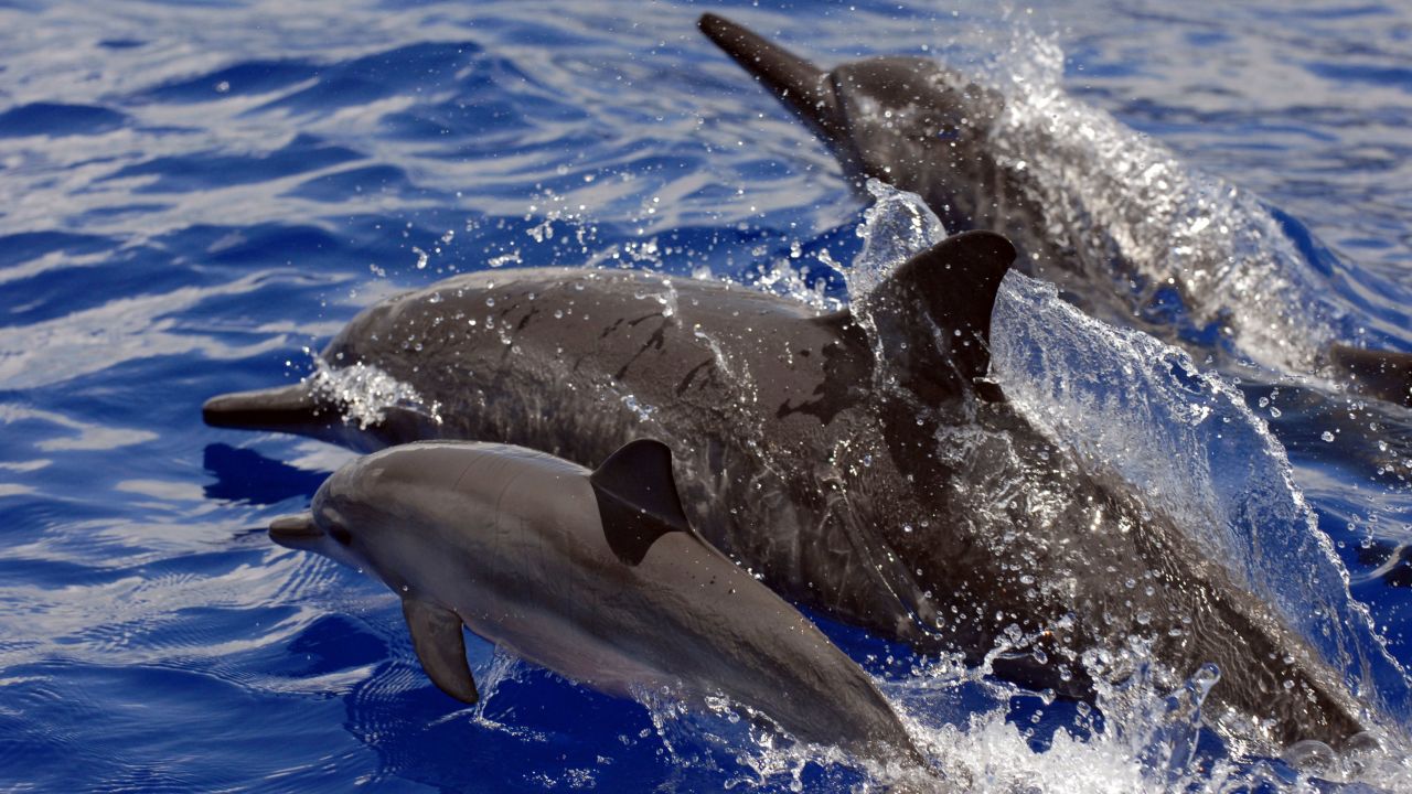 Spinner dolphins swimming in Hawaii.