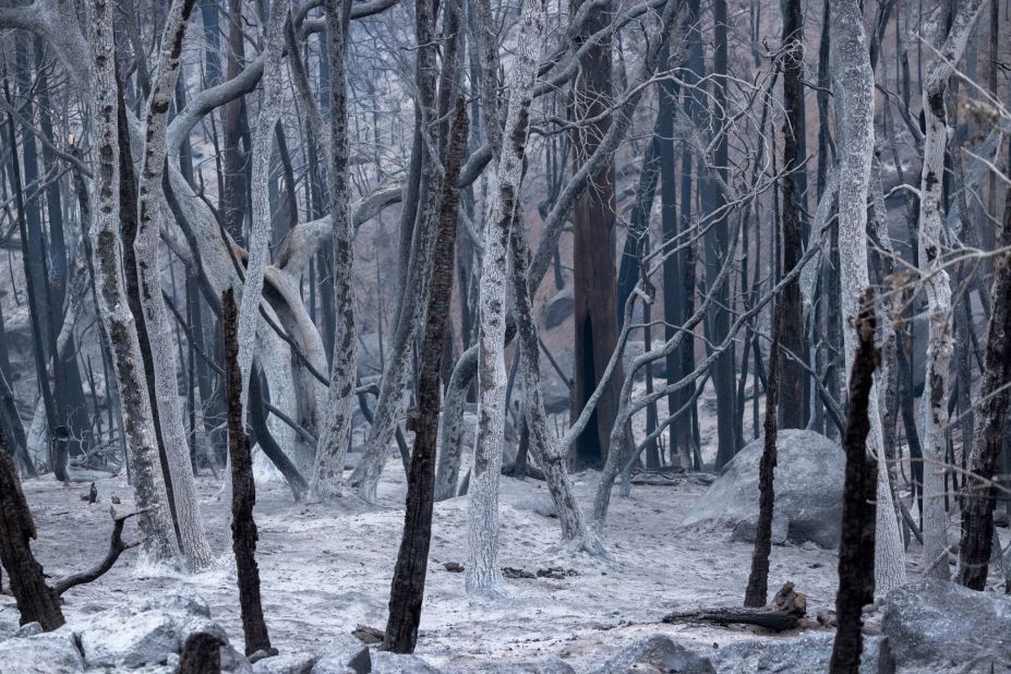 A forest of ashen trees stands in the wake of the Windy Fire, south of California Hot Springs, on September 27.