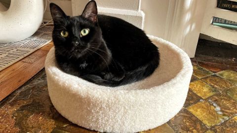 Tufted + Paw Chicken Cat Mat