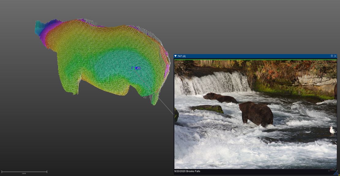 A 3-D model of 747 is shown next to a picture of the bear; 747 was the 2020 winner of Fat Bear Week at Katmai National Park and Preserve, and had the highest estimated weight.