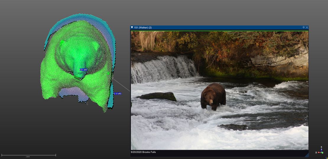 A 3-D model of a bear known as Walker shown next to a picture of the bear at Katmai National Park and Preserve's Brooks Falls.