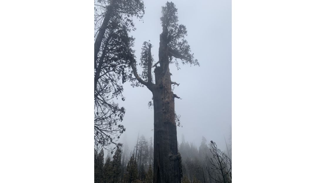A dead sequoia tree in Long Meadow Grove in Sequoia National Forest.