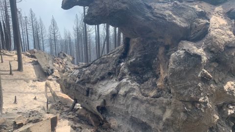 Dead sequoia trees in Longmeadow Grove in Sequoia National Forest.