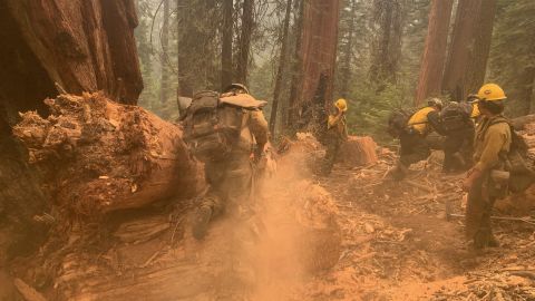 Firefighters remove potential fire fuels like dead trees and other debris in Black Mountain Grove in Sequoia National Forest.