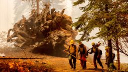 Firefighters battle the Windy Fire as it burns in the Trail of 100 Giants grove of Sequoia National Forest, Calif., on Sunday, Sept. 19, 2021. (AP Photo/Noah Berger)