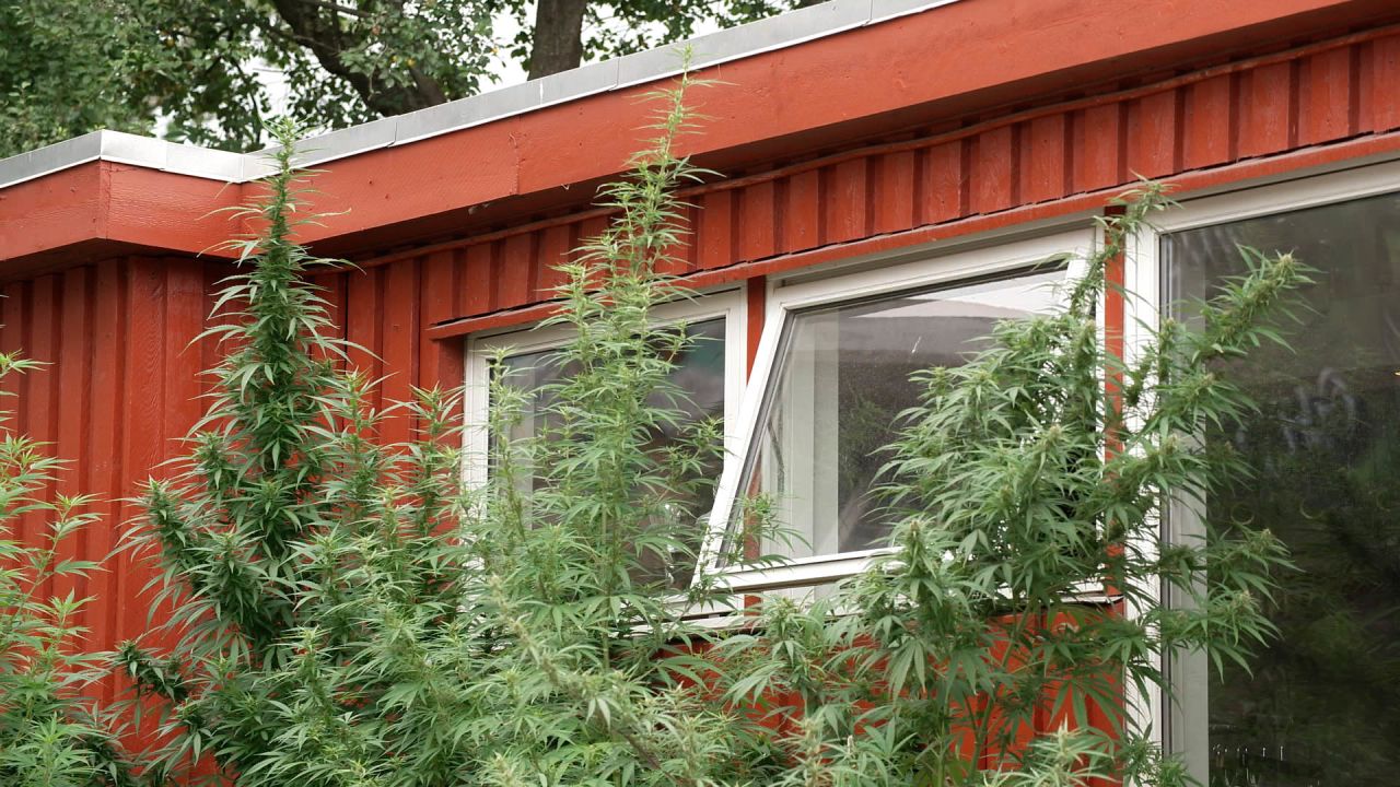 <strong>Grass garden: </strong>Christiania has become known for its free and easy approach to life -- it's not uncommon to find cannabis crops growing in front gardens.