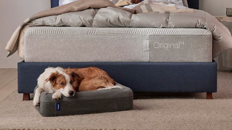 Nordstrom 2024 dog bed