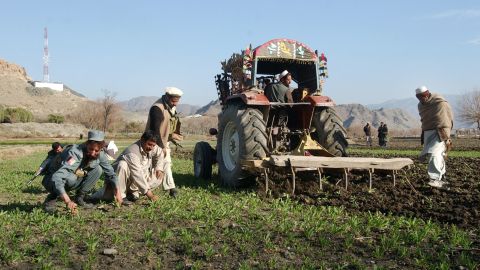 A tractor eradicates opium poppies in Nangarhar province in January 2007.