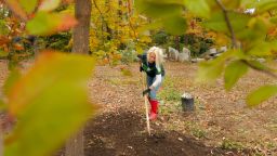 Maria Laughton rakes around a newly planted tupelo tree at Riverton Trolley Park in Portland on Thursday, October 13, 2016. Laughton was among 40 TD Bank employees who worked with foresters from the City of Portland to plant 75 trees at the park on Thursday. 