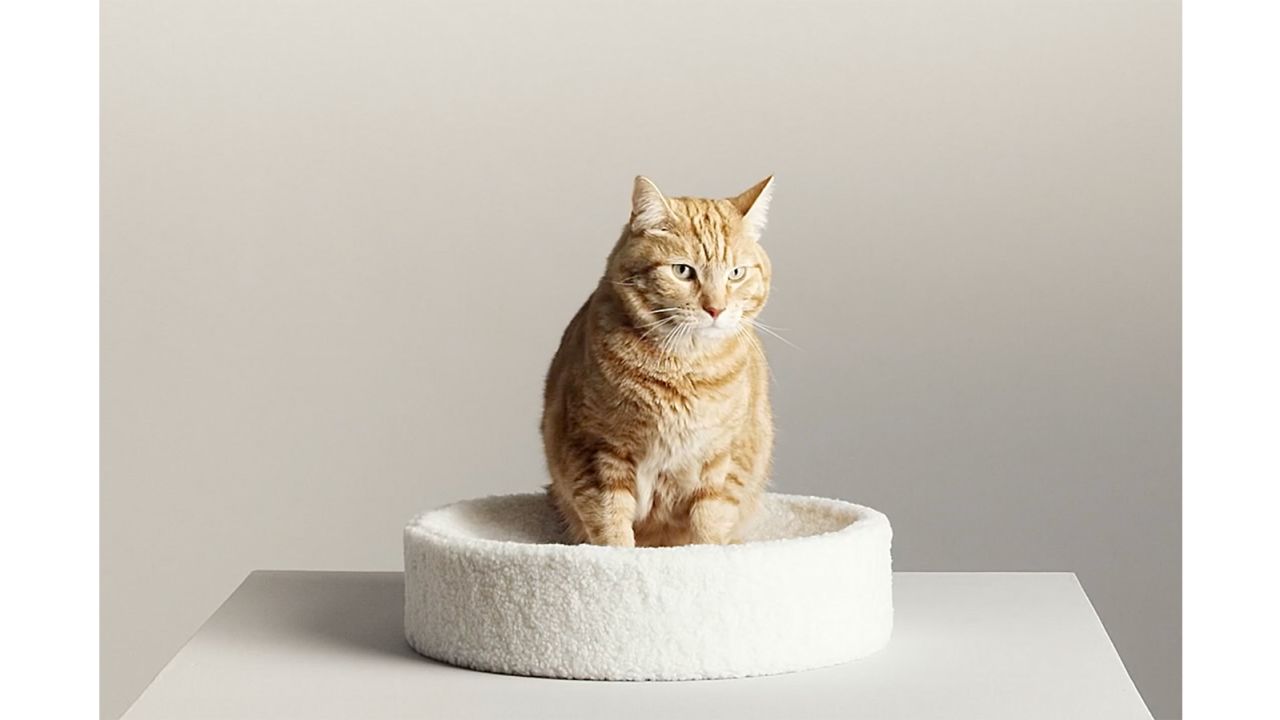 Kip Cat Cushion