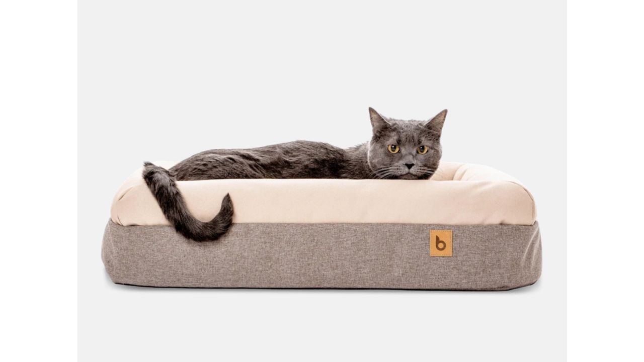 Whisker Memory Foam Cat Bed