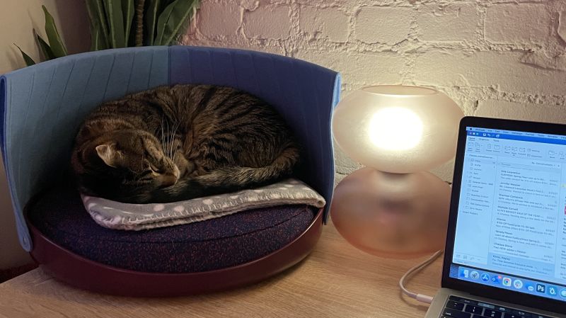 Best cat bed 2025 for older cats