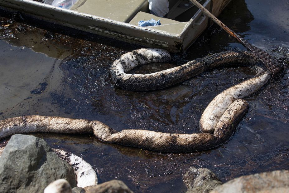 Oil-absorbent booms are being used by workers to clean up oil that flowed into the Talbert Marsh in Huntington Beach.