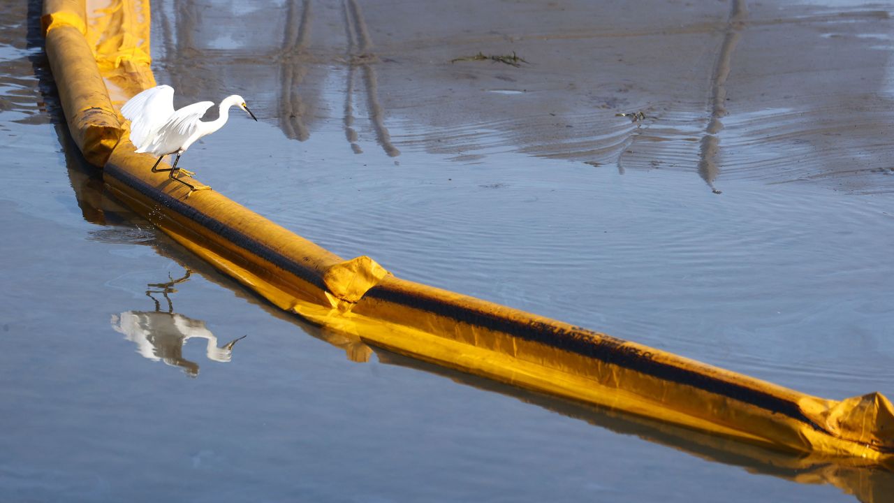 A bird balances on a boom, a temporary floating barrier to contain oil which seeped into Talbert Marsh, home to around 90 bird species, after the offshore oil spill.
