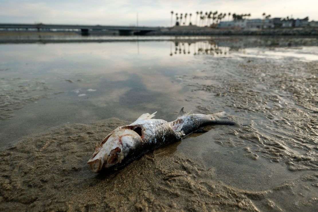 A dead fish is seen after an oil spill in Huntington Beach, California, on Monday, October 4.