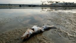 A dead fish is seen after an oil spill in Huntington Beach, Calif., on Monday, Oct. 4, 2021. A major oil spill off the coast of Southern California fouled popular beaches and killed wildlife while crews scrambled Sunday, to contain the crude before it spread further into protected wetlands.