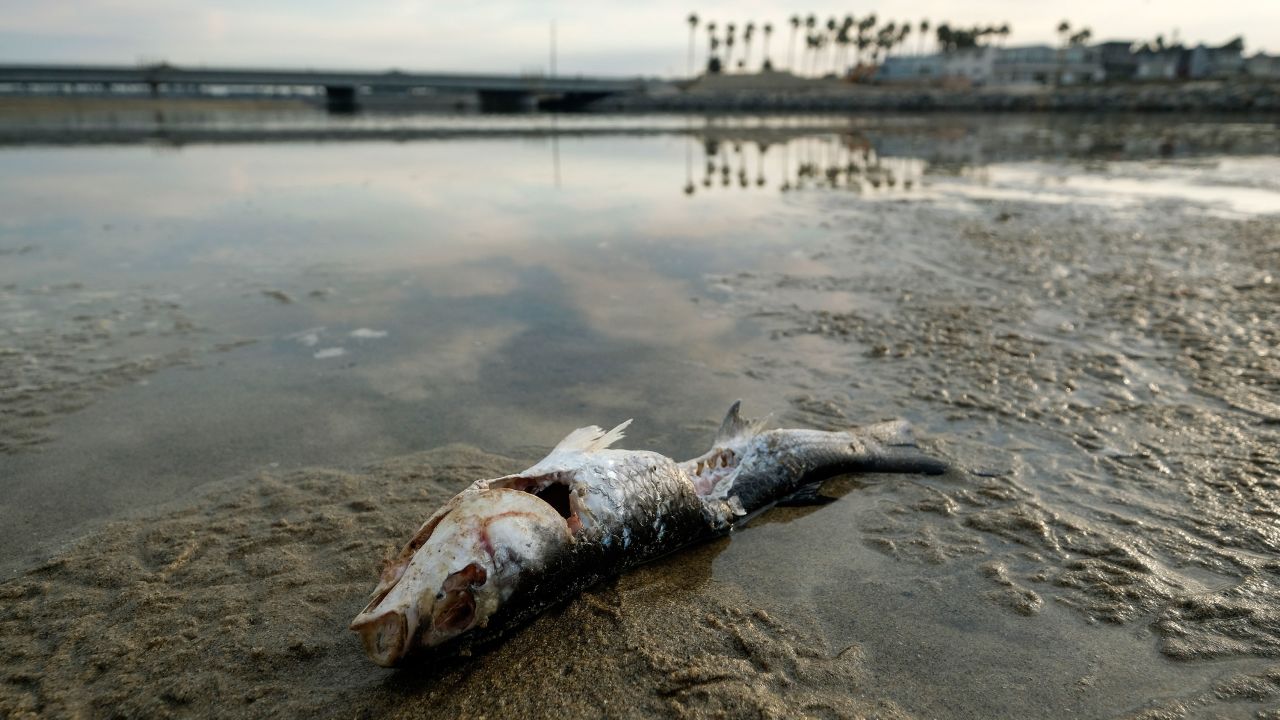 A dead fish is seen after an oil spill in Huntington Beach, California, on Monday, October 4.