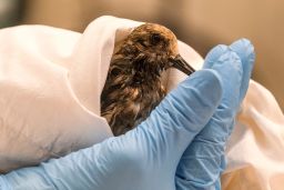 A staff member from the California Department Fish & Wildlife examines a sanderling contaminated by the oil spill on Monday, October 4.