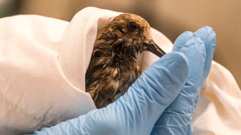 Staff from the California Department Fish & Wildlife examine a contaminated sanderling from the oil spill in Huntington Beach, California, on Monday.