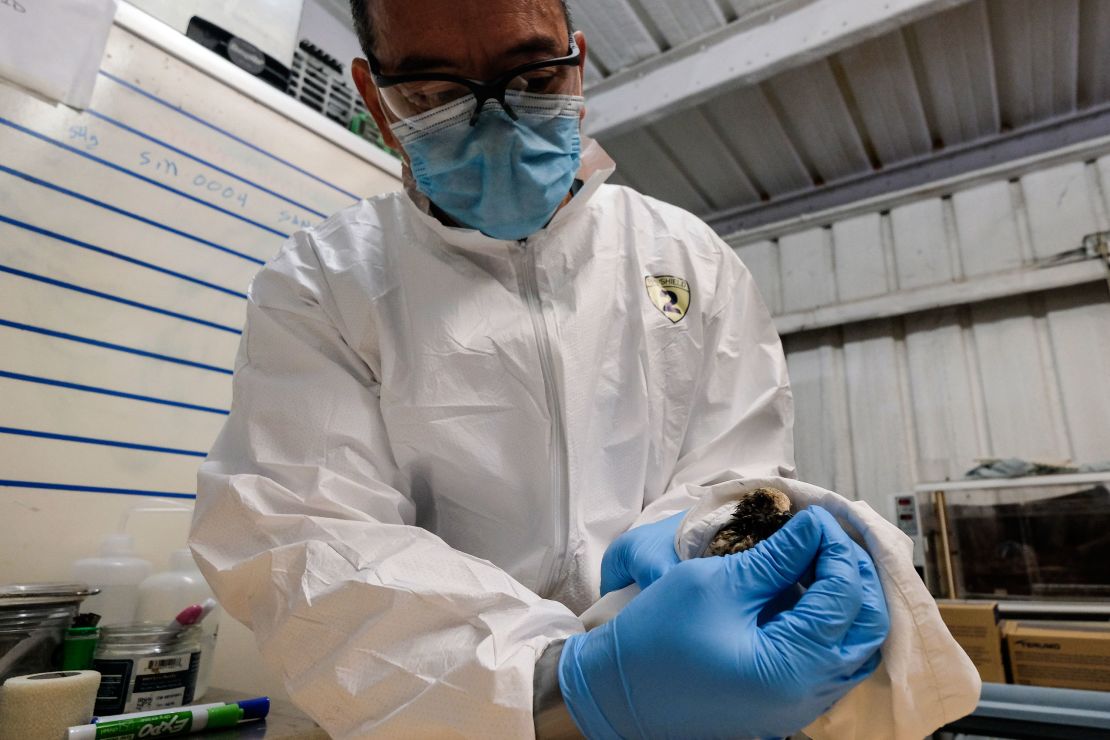 A contaminated sanderling from the oil spill is tended to and examined by California Department Fish & Wildlife staff.