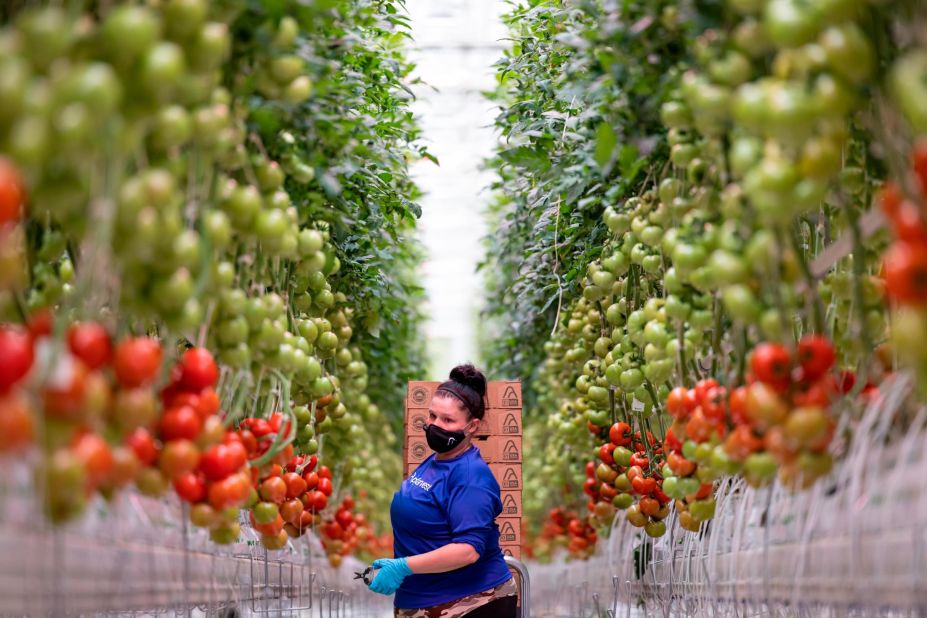 AppHarvest says that by using a combination of sunlight and LEDs it can produce up to 45 million pounds of tomatoes per year.