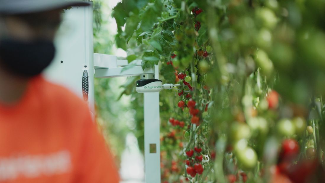 Virgo uses AI to assess which tomatoes are ripe enough to harvest, and then picks and prunes them with its robotic arm. 